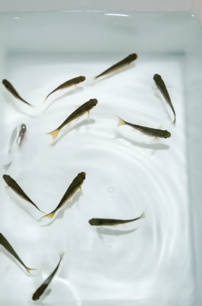 Young fingerling fish in container ready for aquaponics system stocking and setup