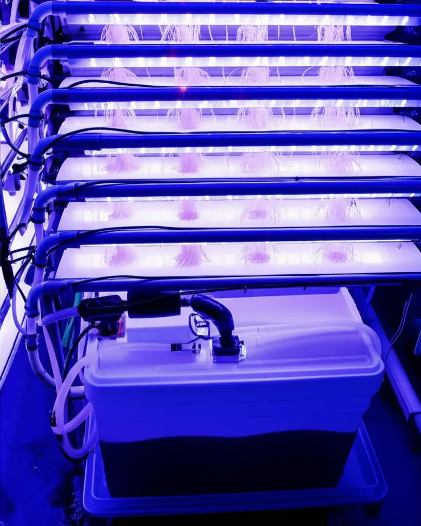 Modern hydroponic growing system with nutrient channels, visible tubing, and healthy plant roots suspended above solution res