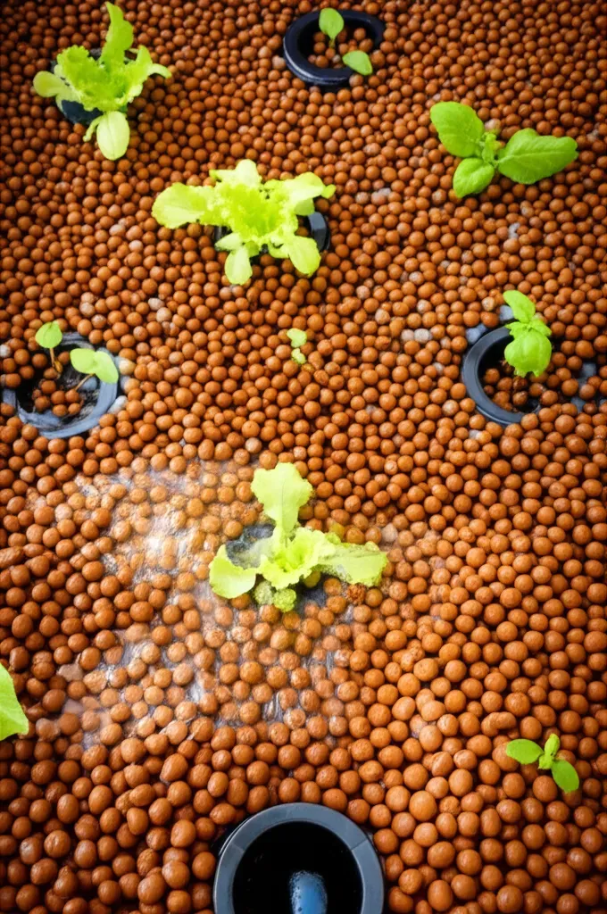 Media bed aquaponics system with expanded clay pellets growing lettuce and herbs, showing water drainage flow in beginner-fri