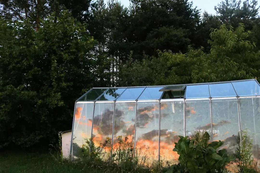 Greenhouse positioned for optimal sunlight exposure with visible ventilation, ideal setup for Small Greenhouse Tilapia Aquapo