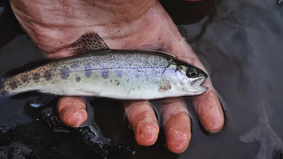 Cold-water trout with spotted pattern in cool-temperature aquaponics tank, ideal species for temperate systems