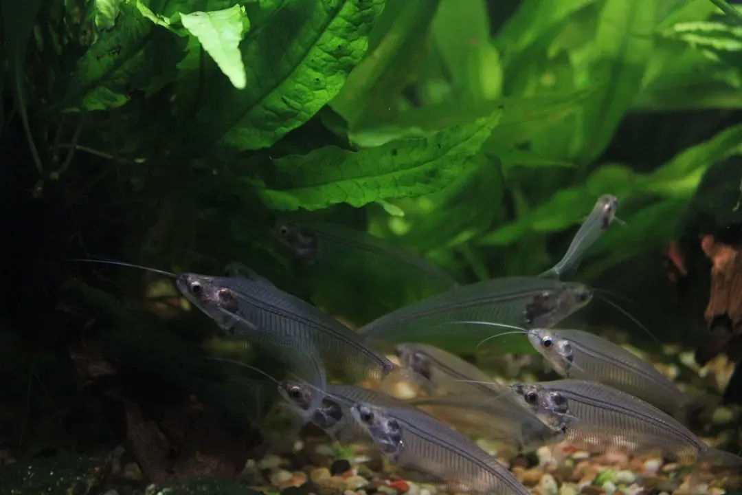 Fish waste and beneficial bacteria create nutrient-rich water for plants in aquaponics nitrogen cycle system