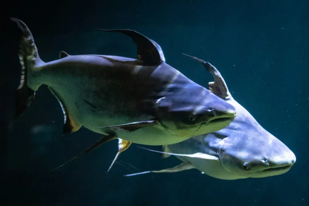Catfish resting on aquaponics tank bottom, displaying distinctive whisker-like barbels and robust body shape ideal for aquapo
