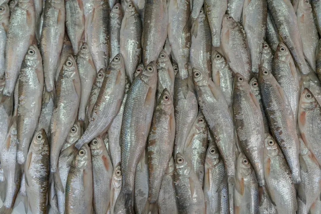 Healthy tilapia fingerlings swimming together in clear water, essential for starting an aquaponics system