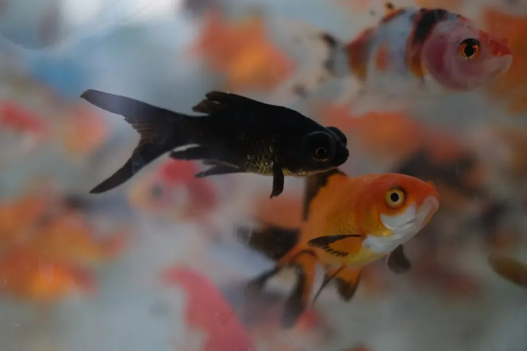 Goldfish swimming in ornamental aquaponics system with aquatic plants, demonstrating decorative species for aquaponics setups