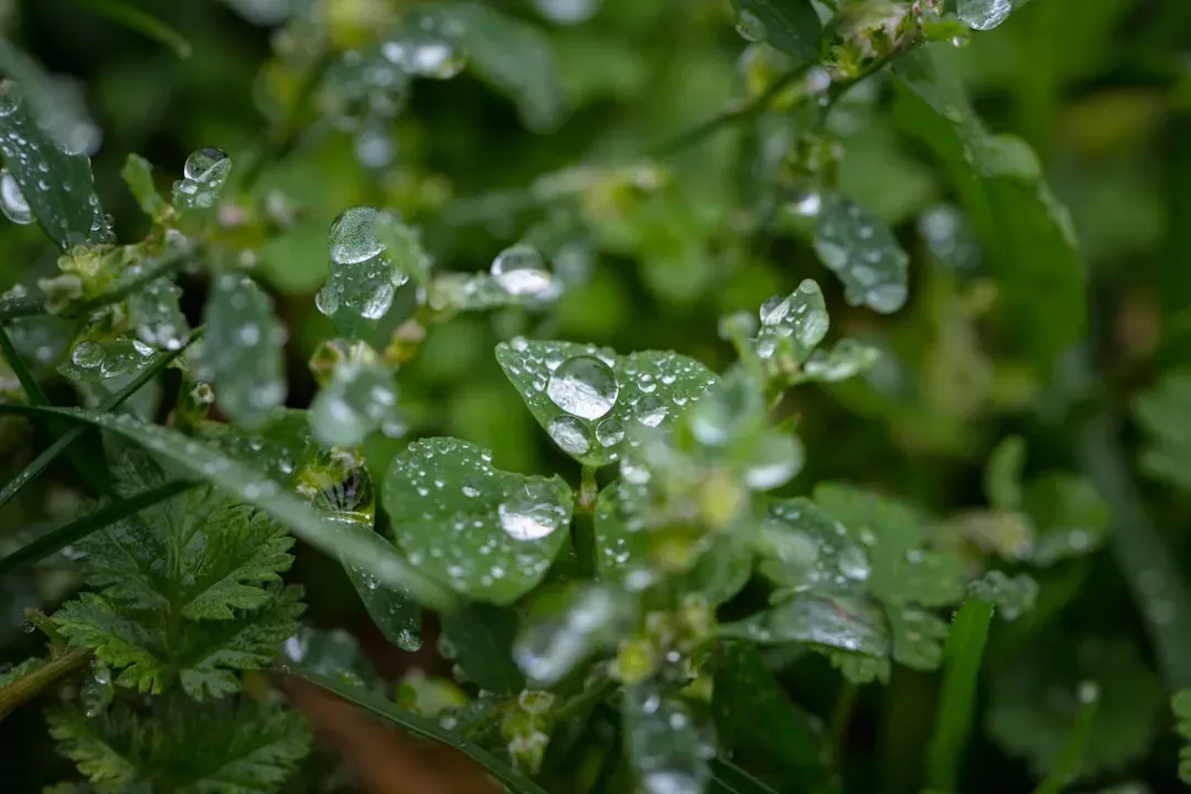 Fresh lettuce and basil with water droplets in aquaponics system, ideal beginner vegetables for growing vegetables in aquapon