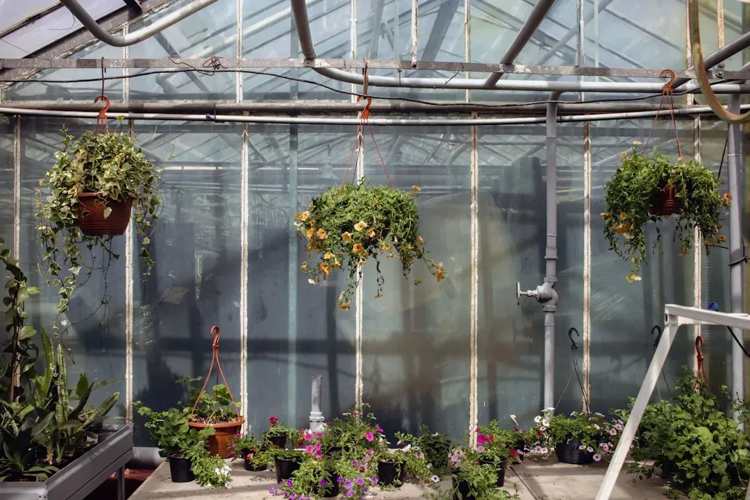 Medium-sized DIY aquaponics system kit setup in greenhouse with multiple grow beds, thriving plants, and fish tank for home g