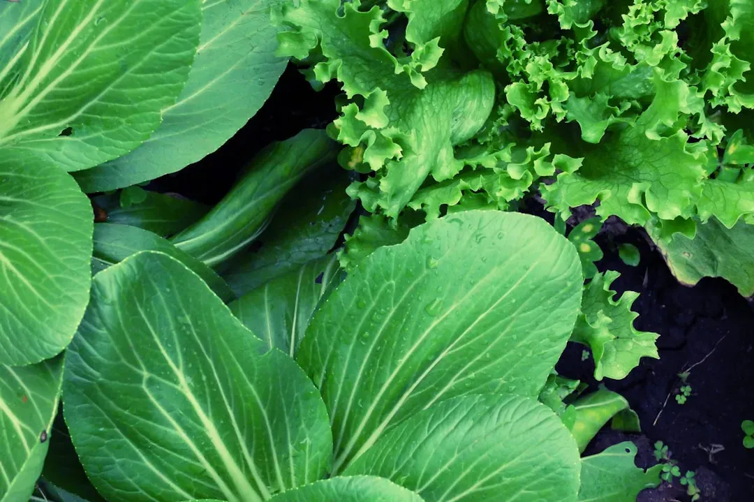 Mature aquaponics system with thriving lettuce, herbs, and vegetables in grow beds demonstrating successful system design and