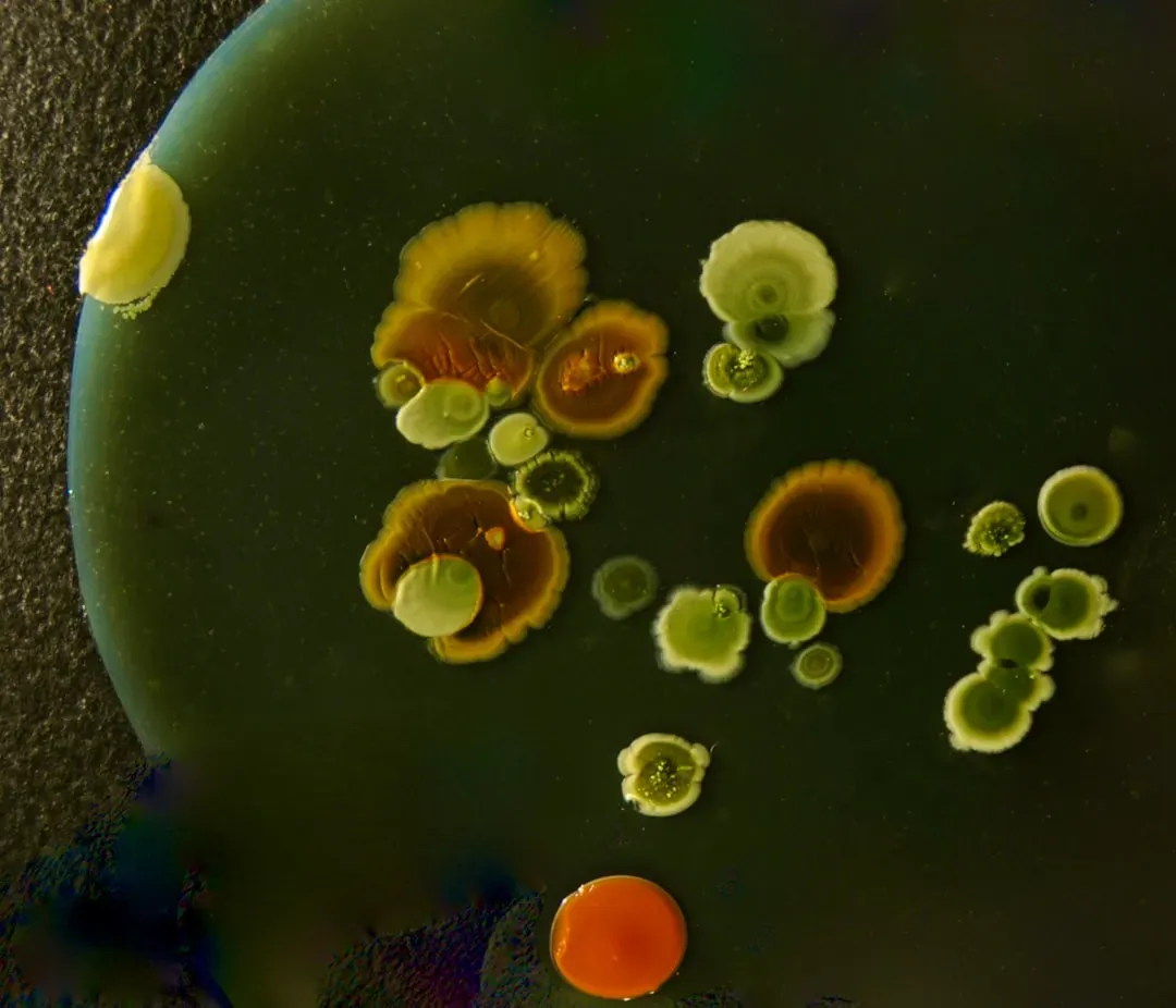 Microscopic biofilm colonies and beneficial bacteria on wet surfaces in an indoor aquaponics system processing fish waste