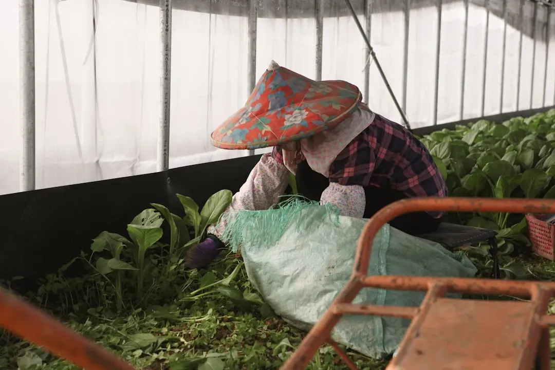 Farmer inspecting lush lettuce and basil in aquaponics system, demonstrating healthy produce quality for starting an aquaponi