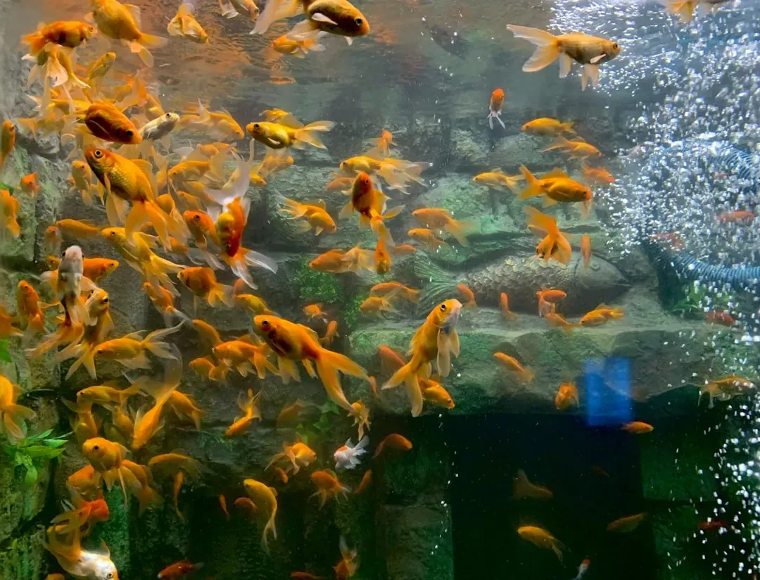 Healthy goldfish and tilapia swimming in clear water, ideal starter fish for DIY aquaponics systems for beginners