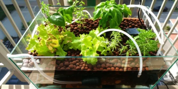 Compact aquaponics system on residential balcony with fish tank, grow bed of fresh herbs and greens, and water pump in natura