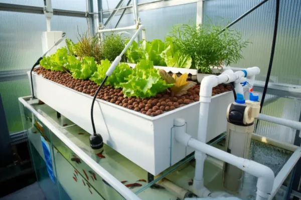 Operational aquaponics system with fish tank below, elevated grow bed above containing thriving leafy greens in clay pebbles,