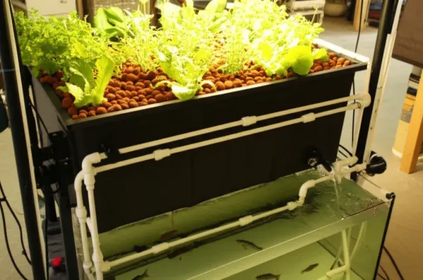 Functional DIY aquaponics system with fish tank base, elevated media bed with thriving green plants, and visible water circul