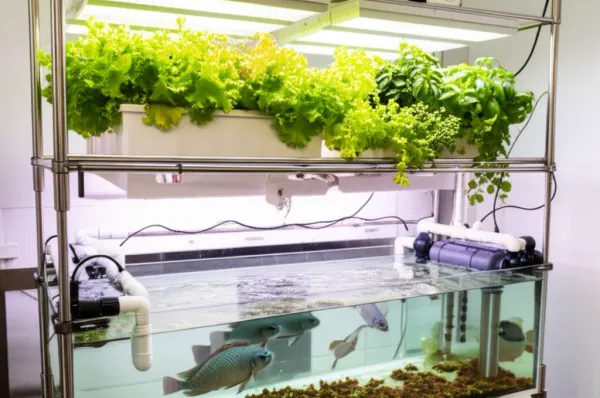 Indoor aquaponics system with tilapia fish tank below and leafy greens in raised beds above, demonstrating integrated water f
